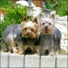 Fenja & Ginger