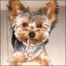 Tyson - 2,5 years