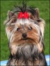 Daisy - 7,5 month