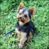 Balu - 18 month