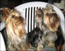 Percy & Maxi