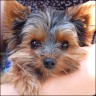 Balou - 18 month