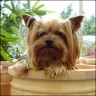 Pepper - 4 years