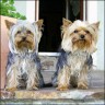 Tyson (2 years) & Rocky (1 year)