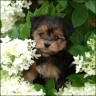    Pixie   