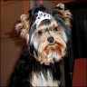 Fiola - 6 month