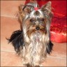 Maxima - 9,5 month