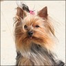 Daisy - 14 month