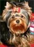 Elvis - 7 month