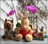 Daisy - 15 month