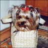 Siry - 6 years