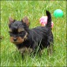 Gigolo - 8 weeks