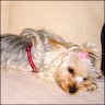 Nici - 16 month