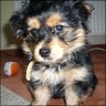  Balou - 1 year