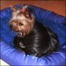 Maxima - 16 month