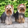 Allan (left) & Angie (right)