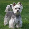 Lobo - 5 years