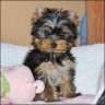 Gigolo - 3 month