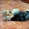   Yorkie  