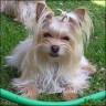 Lilly - 1 year