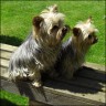 Otis (3 years) & Susi (5 years)