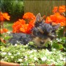Kissy - 12 weeks
