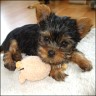 Angelina - 8 weeks