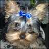 Balou - 9 month