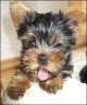 Angelina - 8 weeks