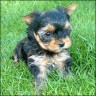 Shugger - 6 weeks