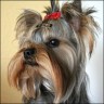 Fly - 11 month