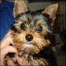  Denny 