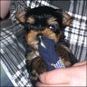 Yankee - 5 weeks