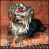 Yosie - 23 month