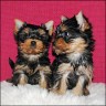 Holly & Hanna - 10 weeks