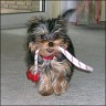 Jolly - 15 weeks