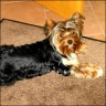 Meggy - 1 year