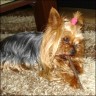   Chanti  