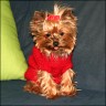Daisy - 21 month