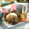 Daisy - 2 years