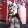 Lilly - 7 month