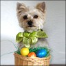   Lobo  