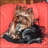 Maxima - 2 years