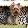 Daisy - 2 years