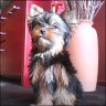 Lilly - 7 month