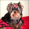Zsa Zsa Lady - 6 month