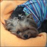 Farina - 2 years