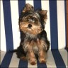 Luna - 4 month
