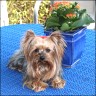 Daisy - 2,5 years