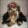 Tiffany - 17 month